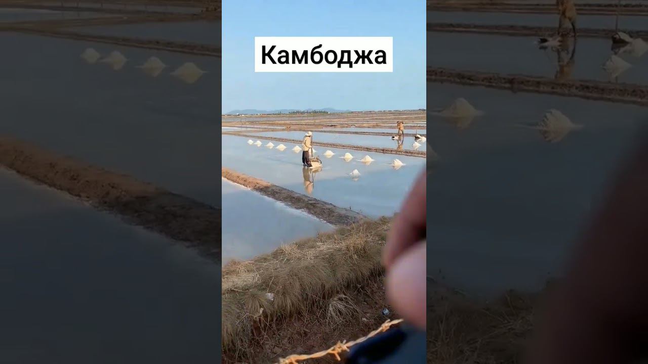 Как соль в Камбодже добывают #камбоджа смотреть онлайн