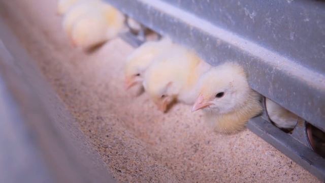 Посмотрите, Как Делают Фейковые Мясные Продукты на Самом Деле смотреть онлайн