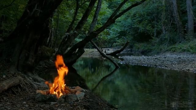 Дельфиниум однолетний выращивание из семян смотреть онлайн