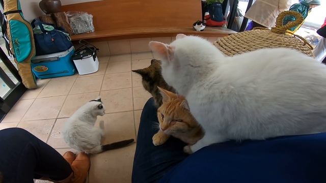 猫島のフェリー乗り場待合室がまるで猫カフェな件