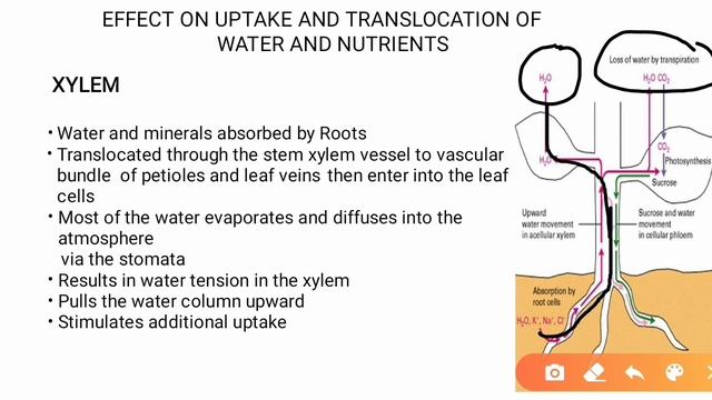 Effects of Plant Pathogens on the Plant Physiology. смотреть онлайн