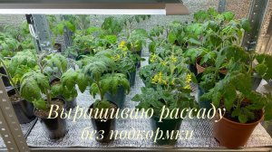 Обзор рассады