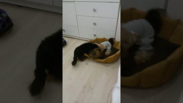 ханя и голадя дерутся смотреть онлайн