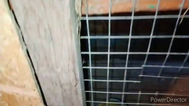 февраль лучшее время для разведения кроликов? 100% охота у крольчих?kroliki zhivotnovodstvo смотреть онлайн