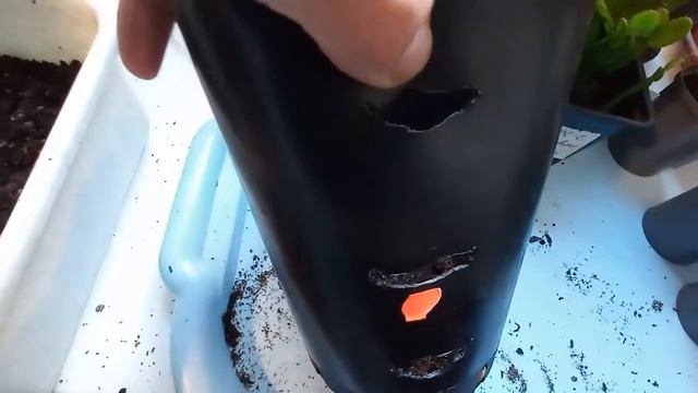 КАКТУСОВОЕ ДЕРЕВО ИЗ ЧЕРЕНКОВ РИПСАЛИДОПСИСА! -новая цветочная композиция. смотреть онлайн