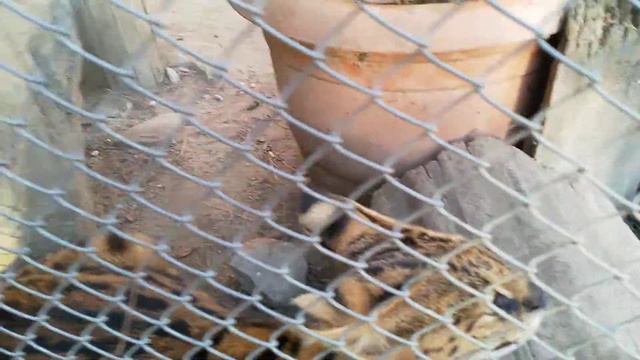 Тбилисский зоопарк. Сервал смотреть онлайн