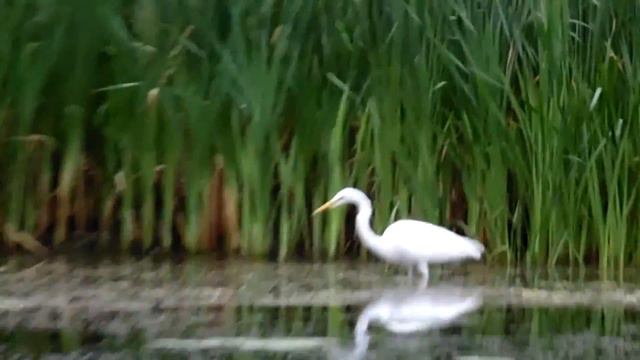 Короткая июльская рыбалка на Северском Донце смотреть онлайн