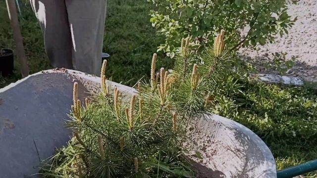 Наши будни. Сажаем подушковидную сосну. #деревня #соседи #сосны #буднимамы смотреть онлайн