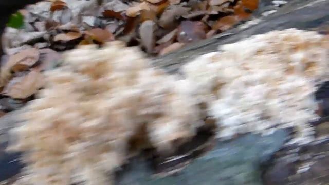 Bukova brada - Hericium clathroides смотреть онлайн