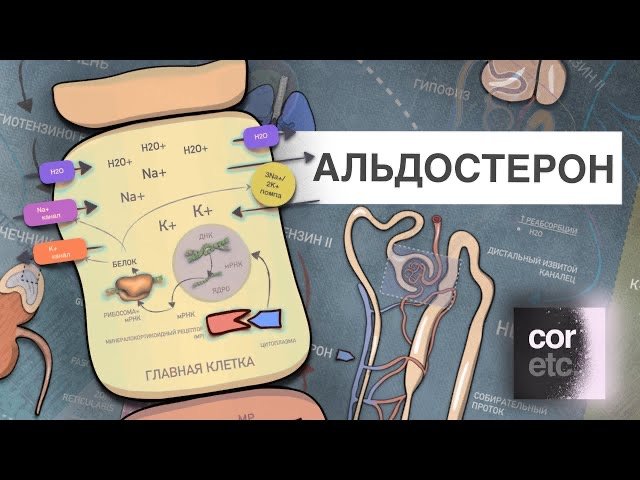 Альдостерон смотреть онлайн