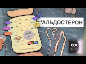 Альдостерон