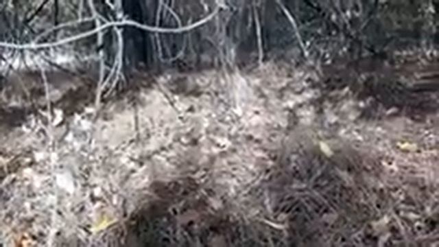 Хвойный опад. Применение в огороде. смотреть онлайн