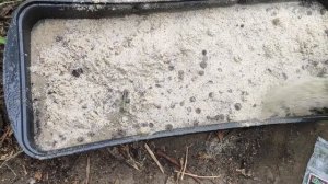 Мальва или Шток-роза. Сеем семена, ухаживаем и выращиваем вместе.