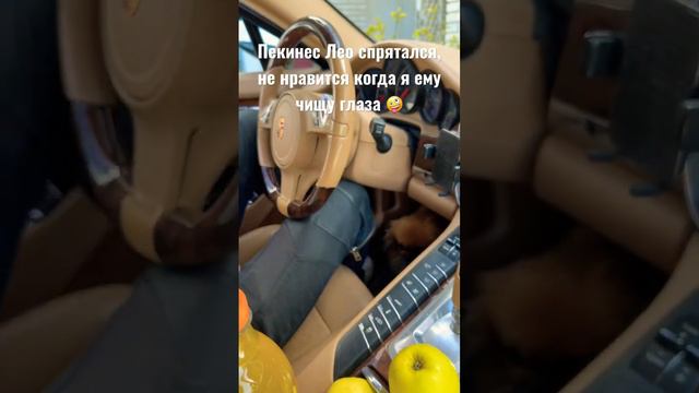 Пекинес устроил забастовку, не хочет чтобы ему чистили глазки 🥸😤😅 #pekinese #dog #пекинес #funny смотреть онлайн