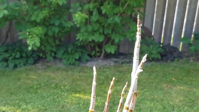 兰花水培－几棵有问题的兰花 смотреть онлайн