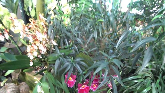 Орхидеи / Orchids 4K (Sony FDR X3000) смотреть онлайн