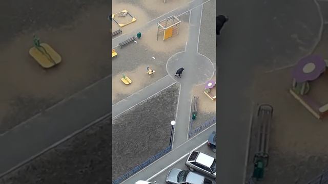 Детская площадка для собак смотреть онлайн
