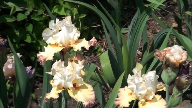 Головатый С И народный селекционер нарциссов лилейников и лилий смотреть онлайн