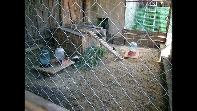 Цыплятам 15 дней, жизнь в вольере смотреть онлайн