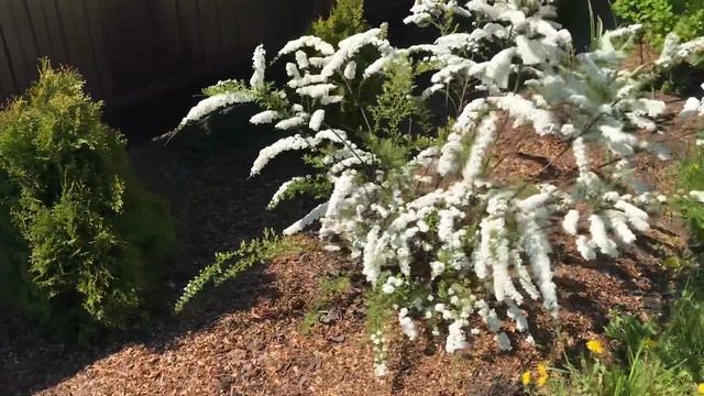 Миксбордер у забора. Туи, Спиреи, Рябчики, розы, ирисы, Луки декоративные и много всего! смотреть онлайн