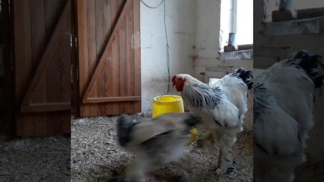 Куры брама.Петух 2019?? смотреть онлайн