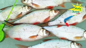 Батоны Клюют На Хитрую Оснастку! Рыбалка Весной.