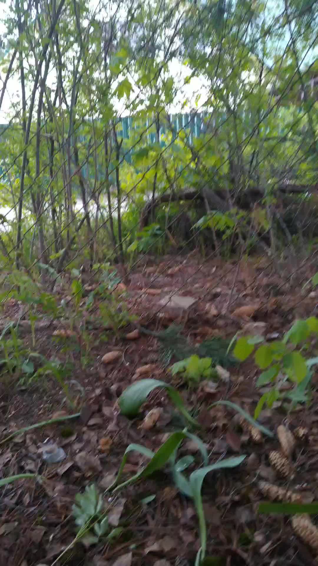 приключения в домашних лесу смотреть онлайн