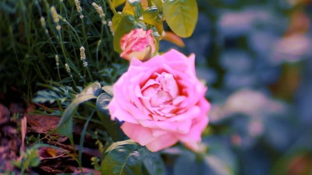 Розовая роза в лучах заката | Футажи красивая природа [FullHD] смотреть онлайн