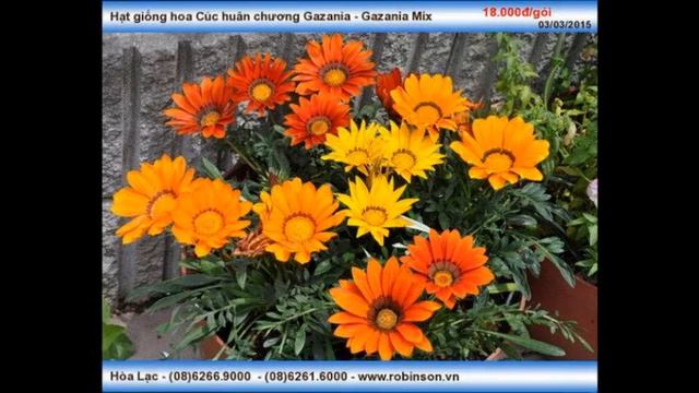 Giống hoa Cúc Gazania - Mix смотреть онлайн
