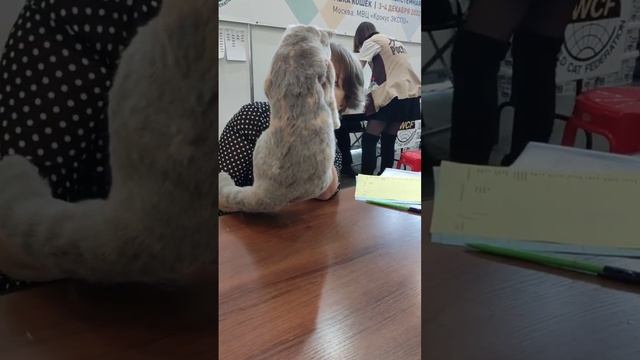 Британский котёнок Даша на экспертизе у Марины Литвиной - Winter Cat Show 2022 смотреть онлайн