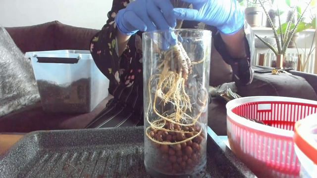 Przenoszenie Alokazji z ziemi do hydroponiki. Jak to robię? 🤔🌱 смотреть онлайн