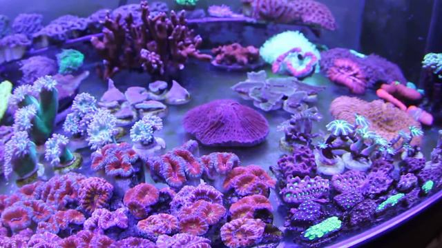 Кораллы ЛПС смотреть онлайн