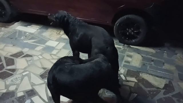 Rottweiler Mating