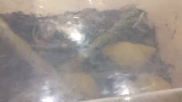 Новые виды улиток!!! смотреть онлайн