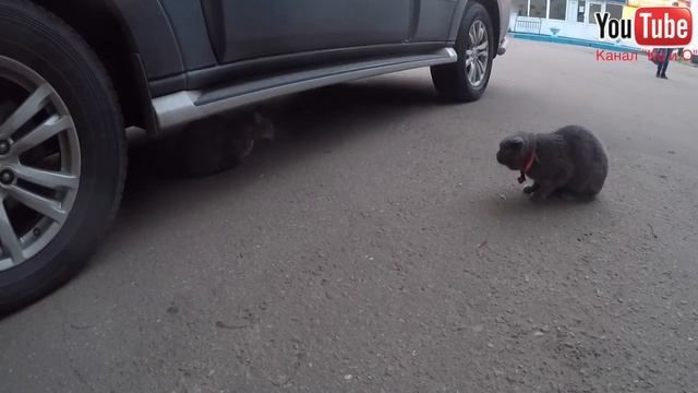 ПРИКОЛЫ ЗА 2017 ГОД FUNNY MOMENTS смотреть онлайн