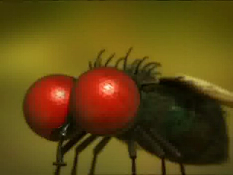 Мелюзга. 24. Помидор раздора. Tomate Cerise. 