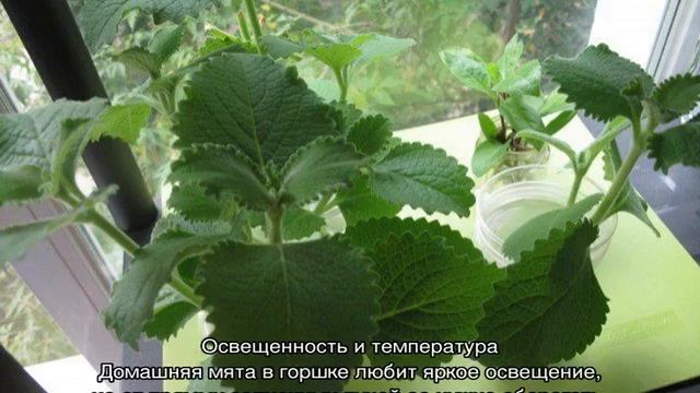 СтройСоветы