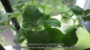 Комнатная мята — как посадить и ухаживать