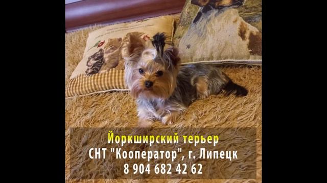 Пропала собака! Йоркширский терьер. г. Липецк, СНТ "Кооператор" смотреть онлайн