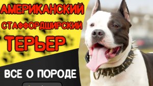Американский стаффордширский терьер. Все о породе.