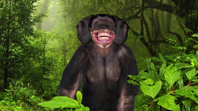 Jumble Zoo - The App Game смотреть онлайн