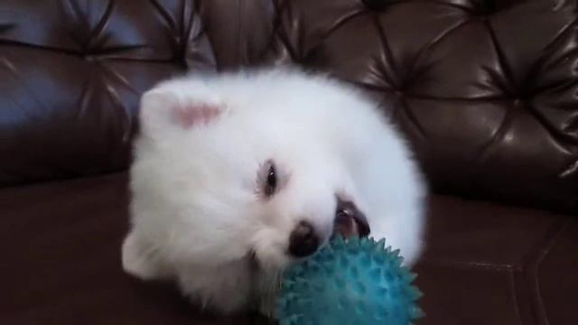 Альфа (1,4 мес) Щенок Шпица (ПРОДАНА) смотреть онлайн