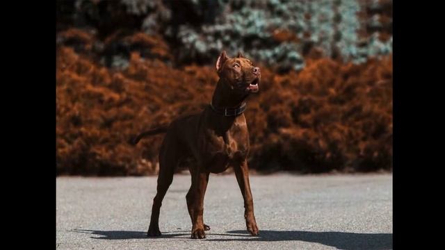 Американский питбультерьер (American Pit Bull Terrier) - порода собак смотреть онлайн