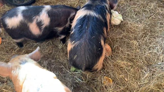 Clawfoot Tub Restoration (Bathroom Renovation) смотреть онлайн