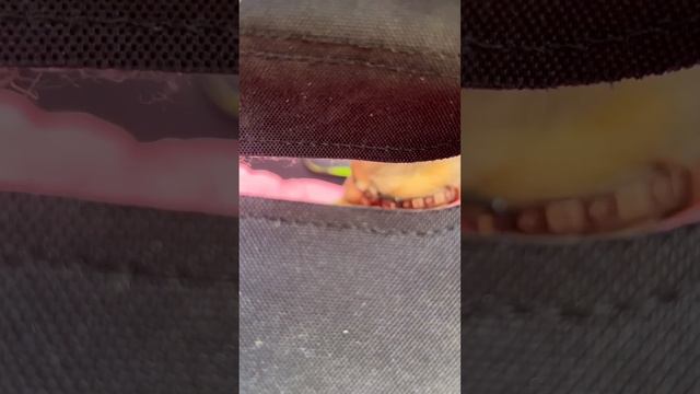 Лёня и надоедливая муха смотреть онлайн