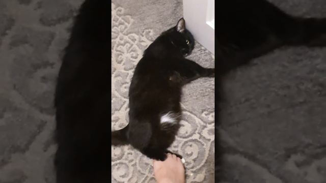 Кошка хочет ласки, но в руки не даётся? Есть вариант! Сишка встречает после работы. смотреть онлайн