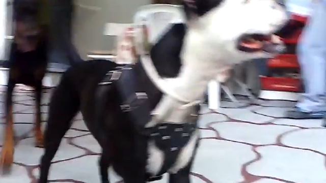 Pit Bull and Doberman смотреть онлайн