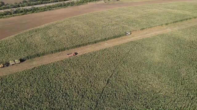 Уборка кукурузы "Кабардинка" на силос смотреть онлайн