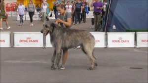 Ирландский волкодав, видео с выставки собак