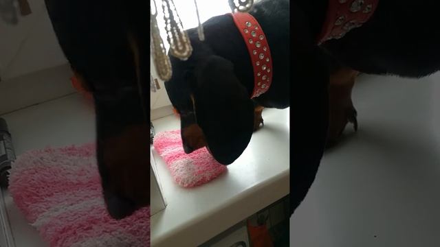 Такса ест карася! смотреть онлайн